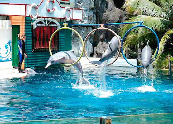 attraction-What to see in Koh Kong Dolphin In Safari World.jpg